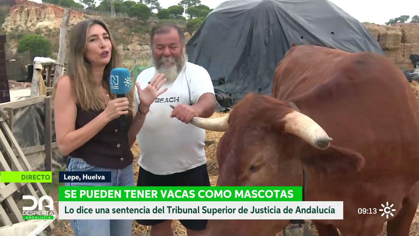 Vacas como mascotas en una finca de Lepe