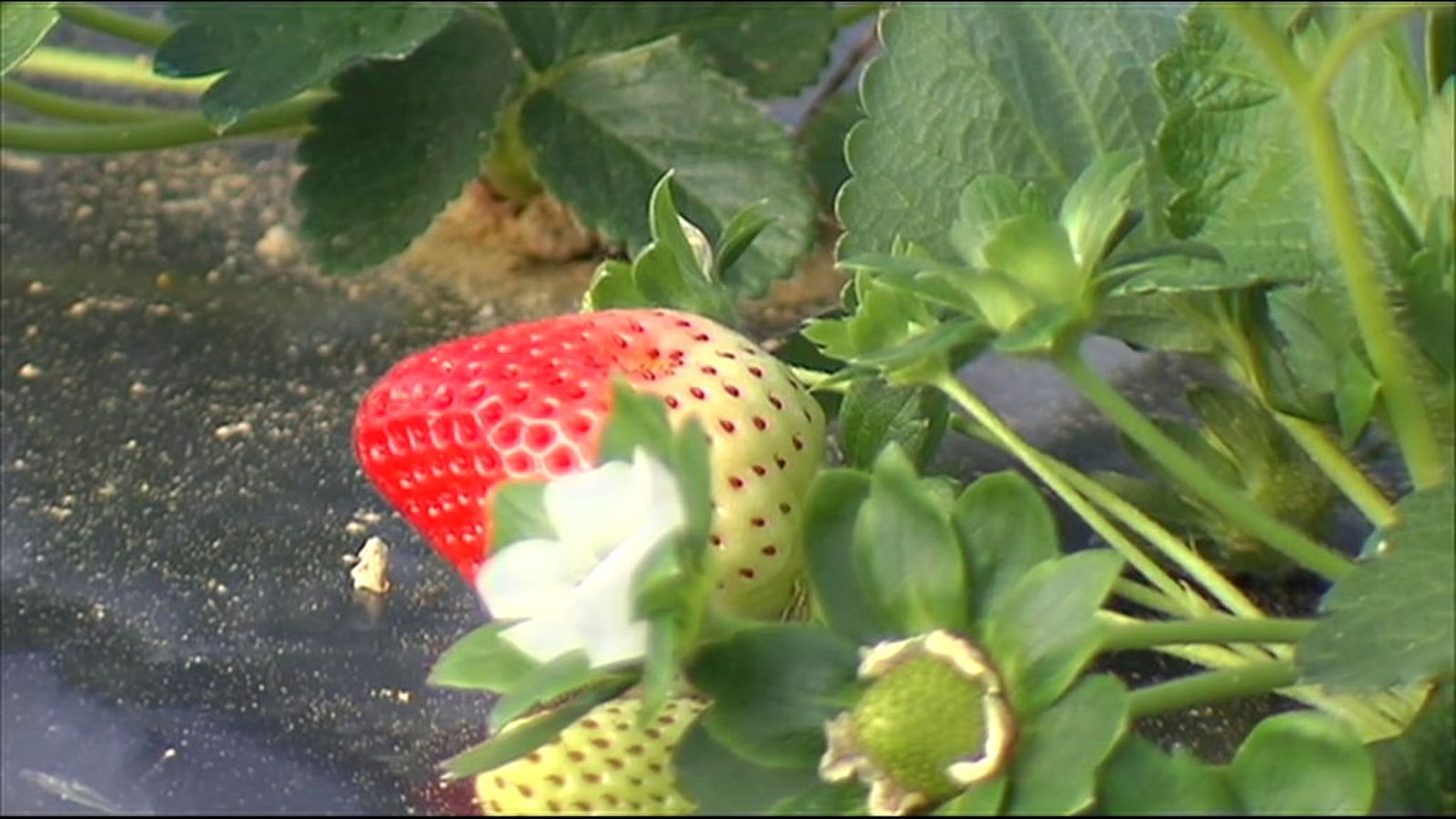 Fresas