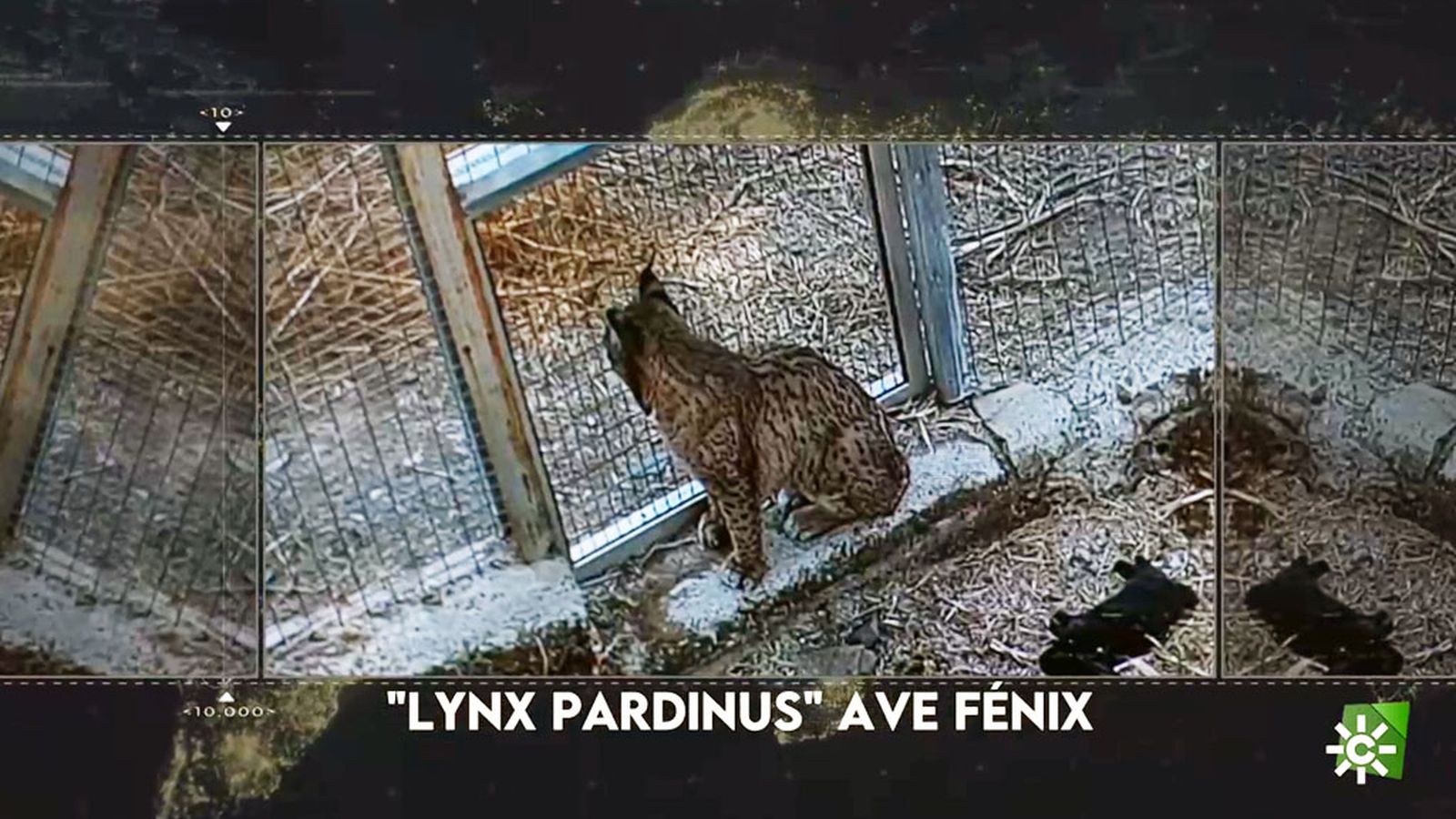 El lince ibérico deja de estar en peligro crítico de extinción