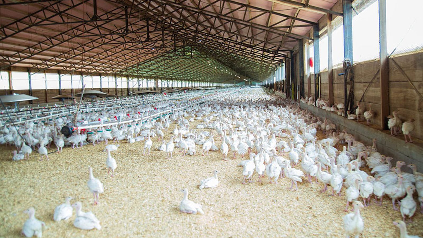 granja pollos engorde