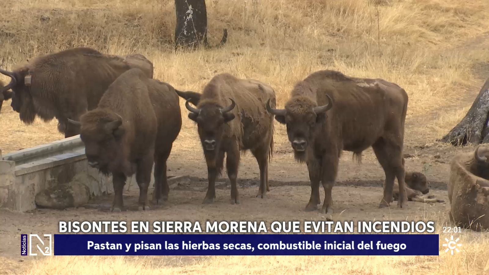 Bisontes contra los incendios en Sierra Morena