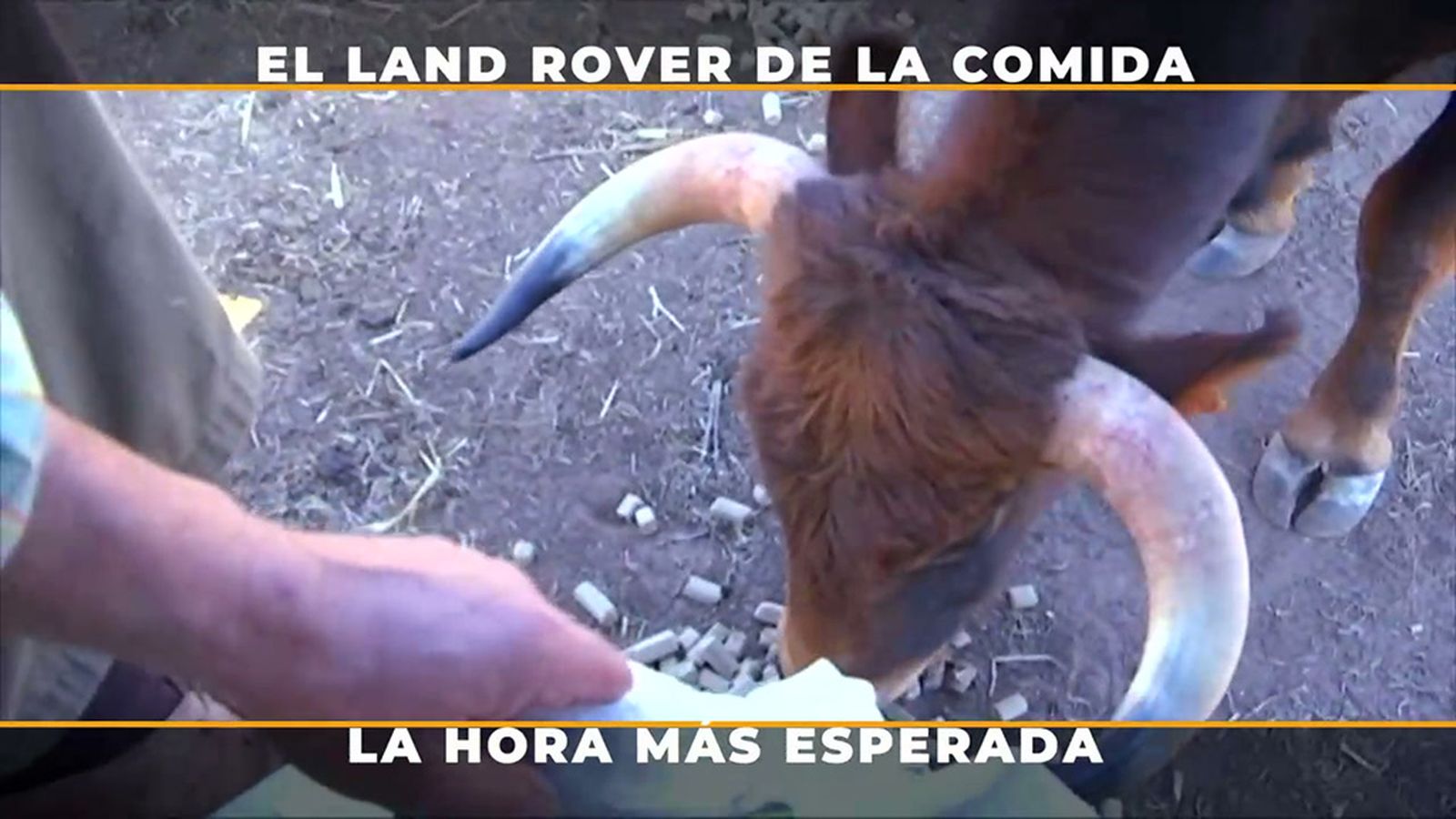 El hambre mueve manadas es la hora de comer