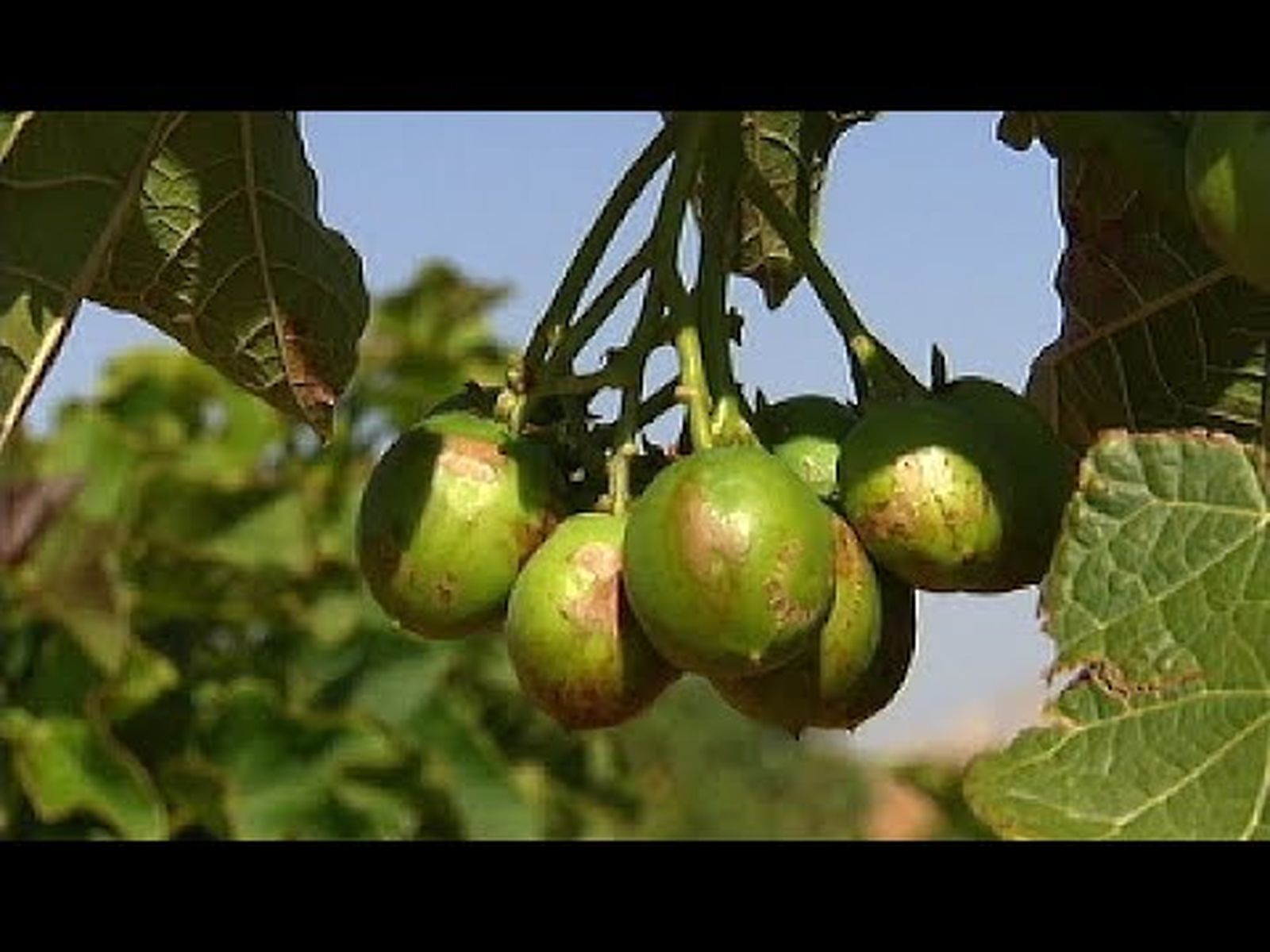 Cultivo de jatropha para biodiésel en El Coronil