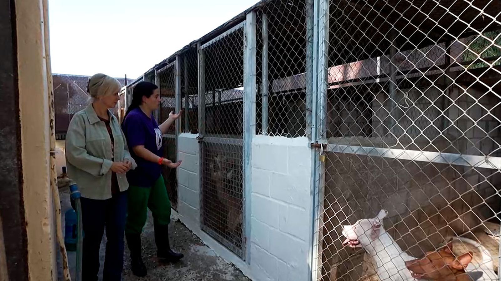 Visitamos una protectora de animales en Jerez tras el paso de la DANA