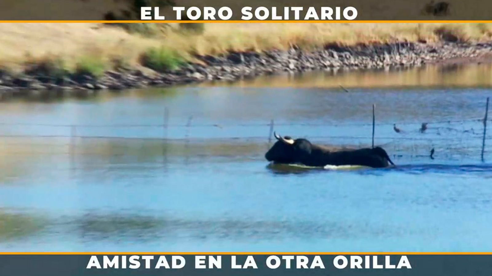 Comportamiento excepcional del toro que nada en solitario cada día para estar con sus amigos