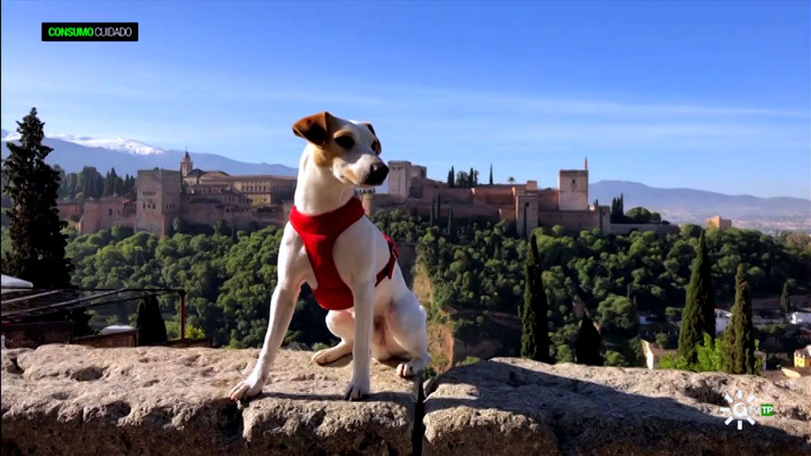 De viaje con tu perro en restaurantes, comercios y galerías de arte