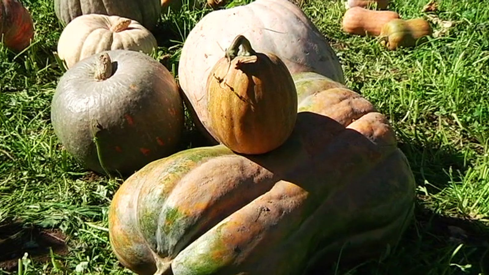 concurso_calabazas