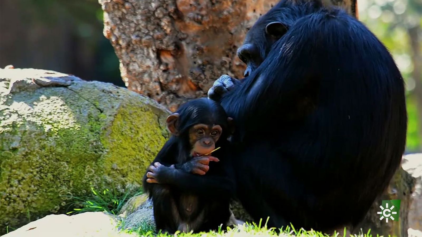 Un bebé chimpancé rechazado por su madre encuentra una familia adoptiva