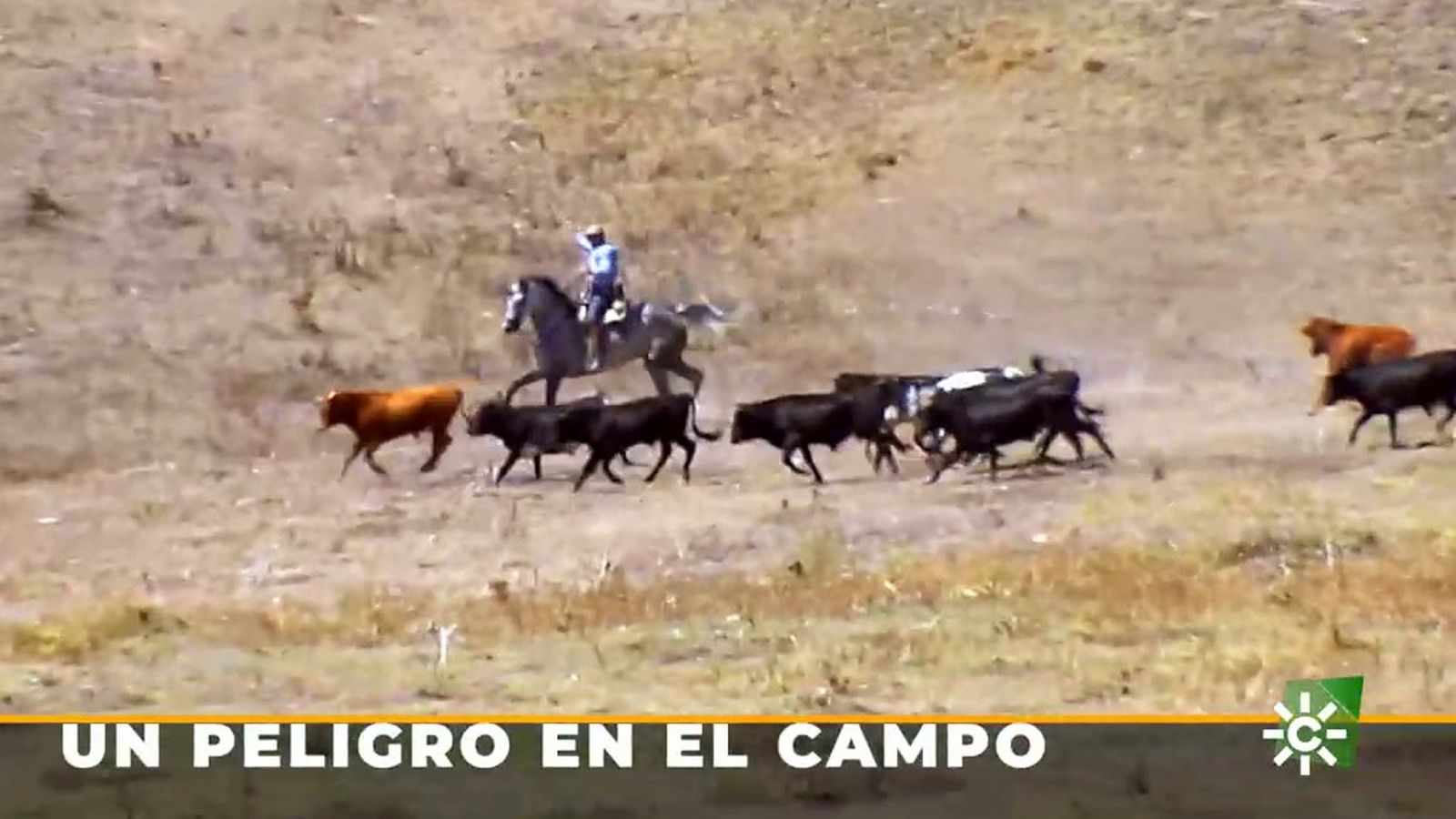 Los caballistas, víctimas colaterales de la sequía en el campo