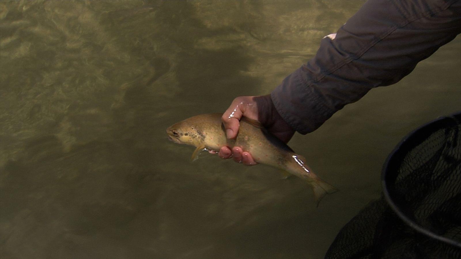 Jornada de pesca, "Lances"