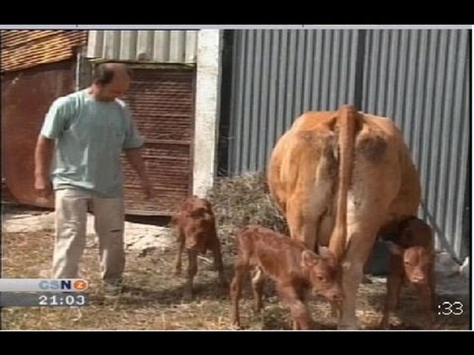 Terneros trillizos, parto múltiple de vaca retinta en Los Barrios (Cádiz)