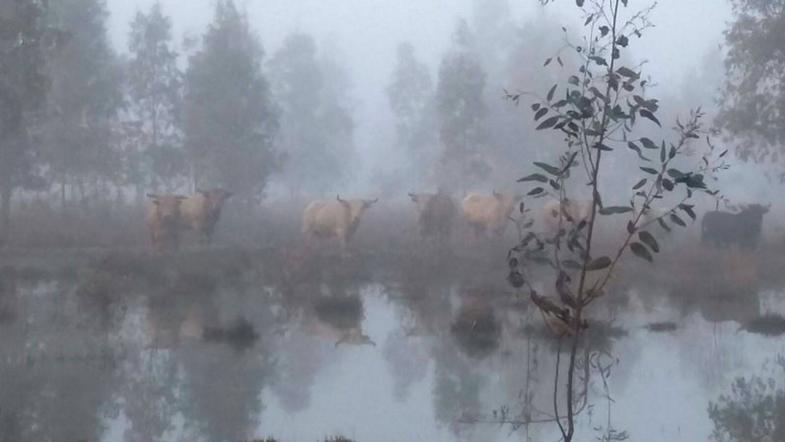 toros para todos