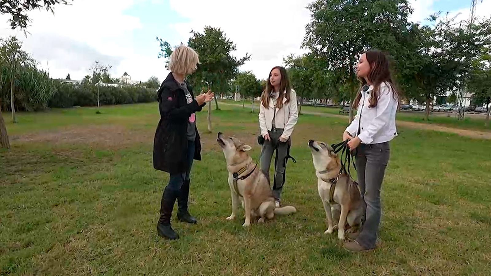 Balto y Rayo, dos perros lobos mellizos muy traviesos y cariñosos