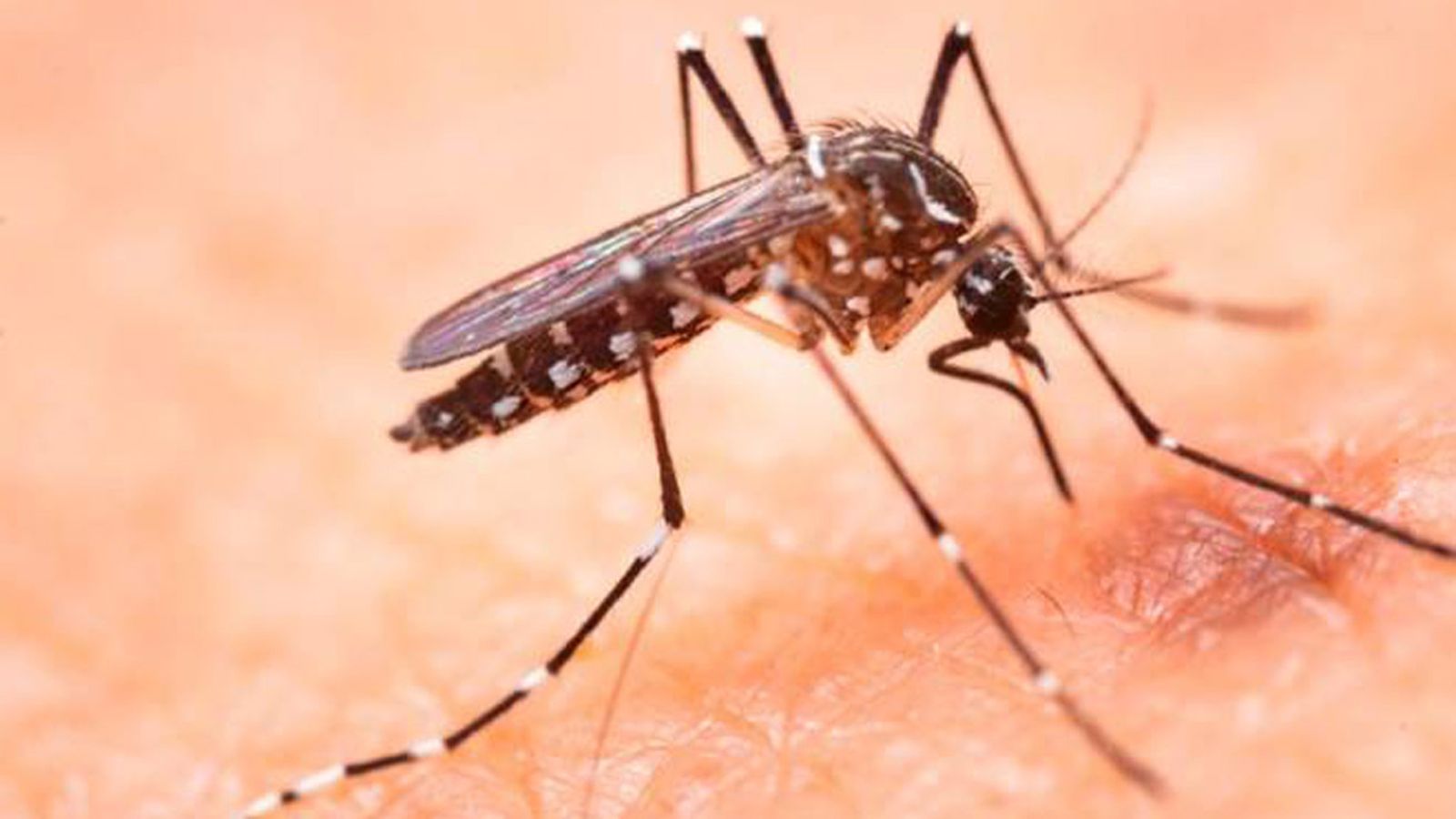 N1_TAPA_MOSQUITO