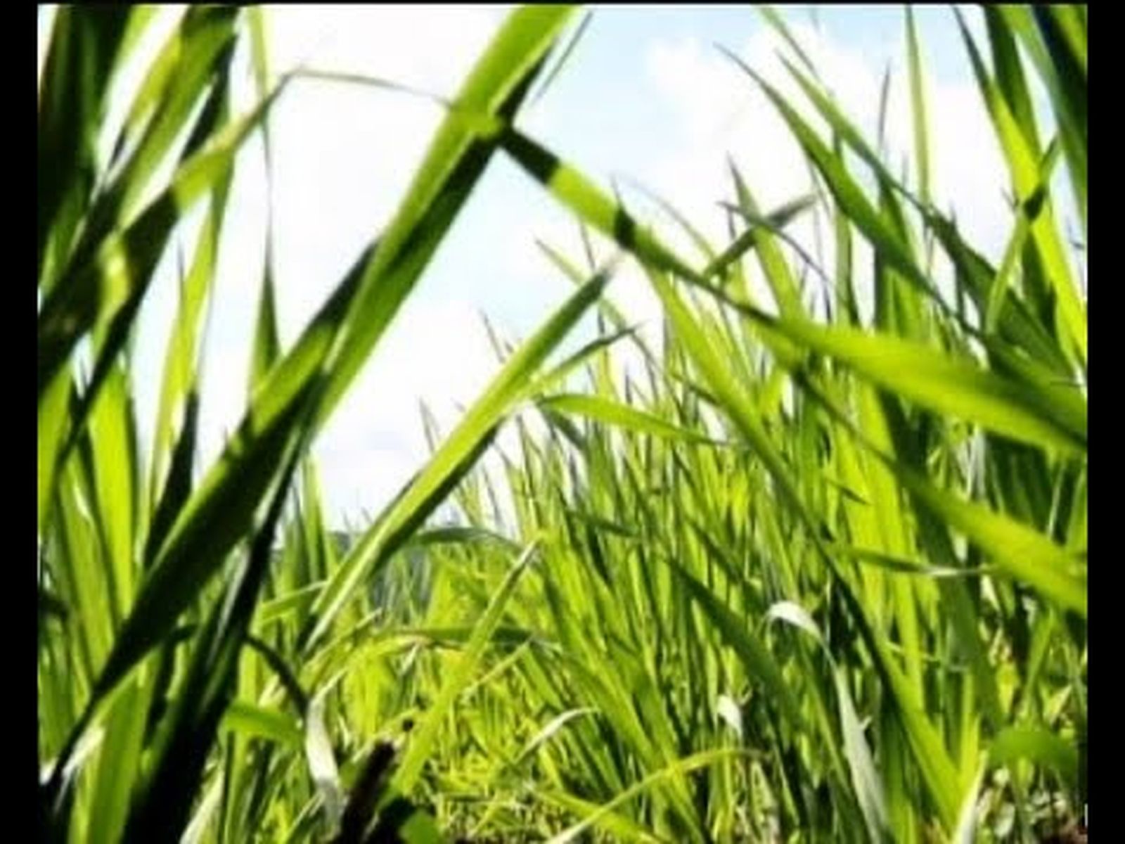 Trigo Recio de Ronda: cultivo y pan artesanal con Miguel Herrera en “El Golimbreo” | Comételo