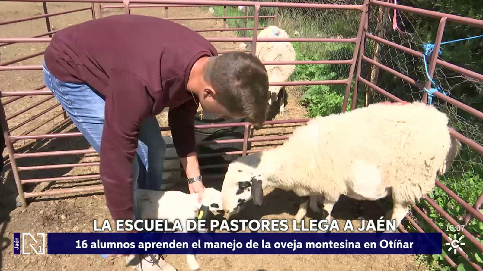 Los alumnos de la Escuela de Pastores aprenden el manejo de la oveja montesina