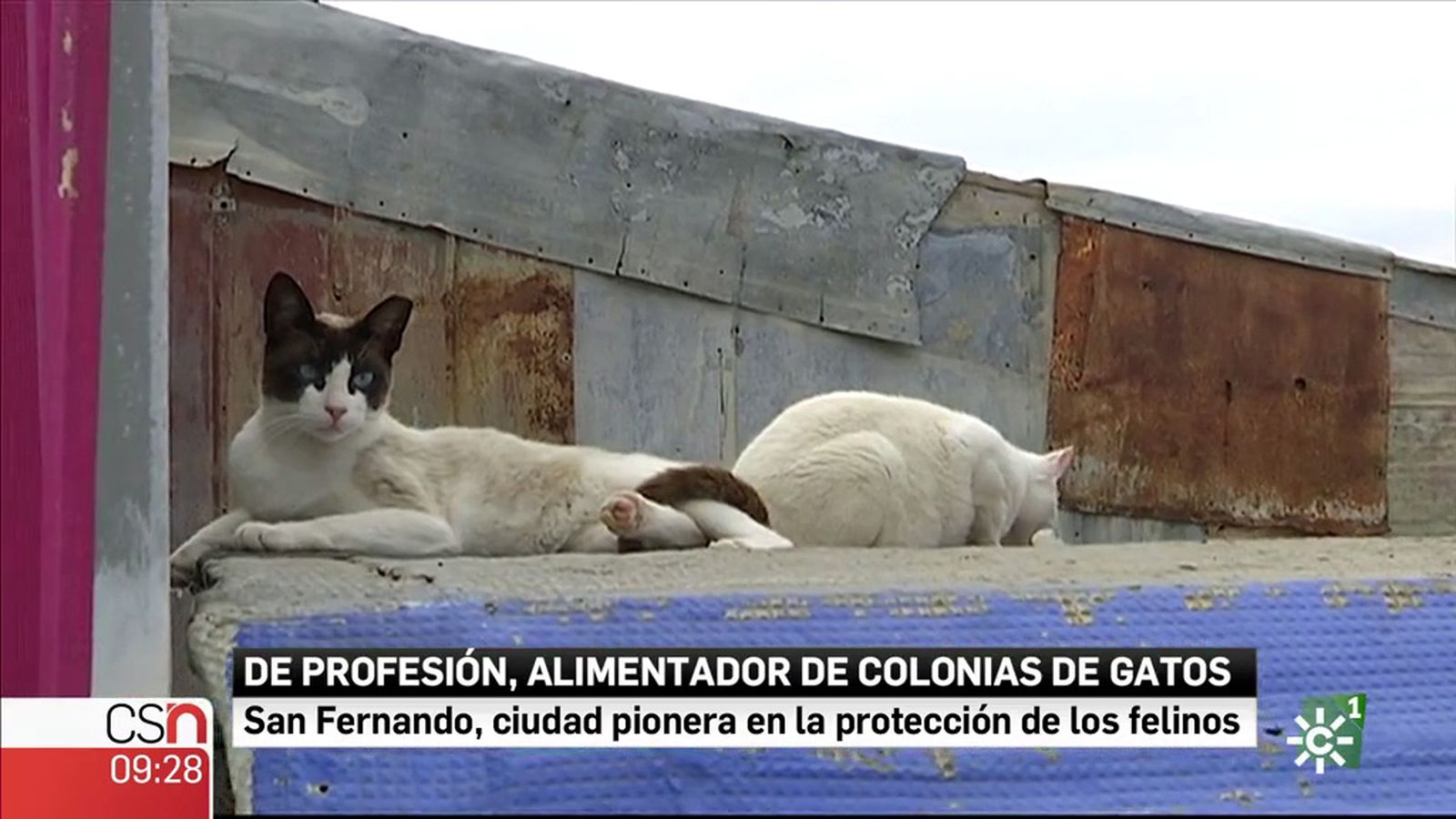 gatos