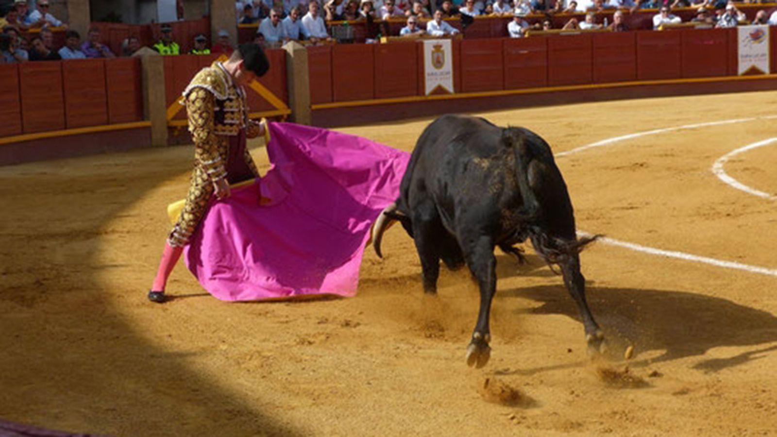 Novillada | 14 julio (comu)