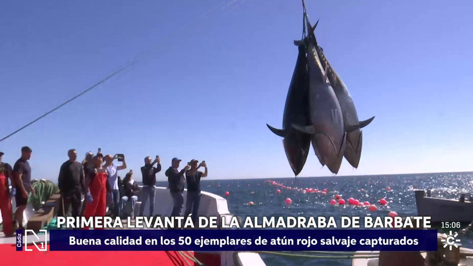 Primera levantá de almadraba de Barbate