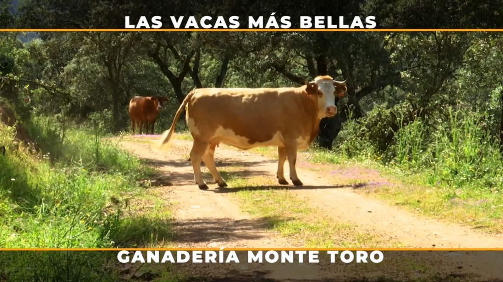 Vacas Freeway del Oeste, en plena sierra cordobesa