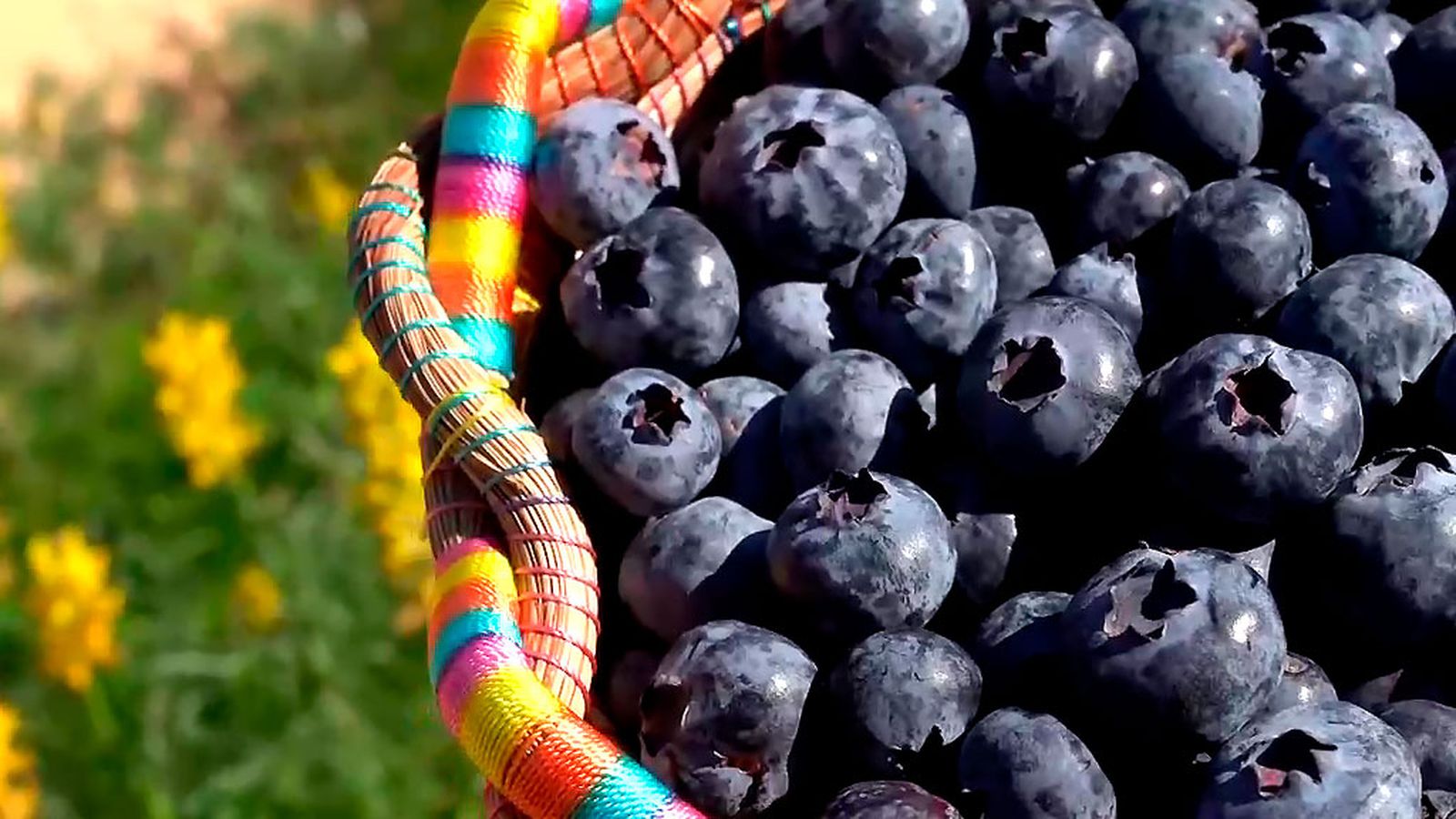 Los murciélagos, aliados clave en el cultivo de arándanos
