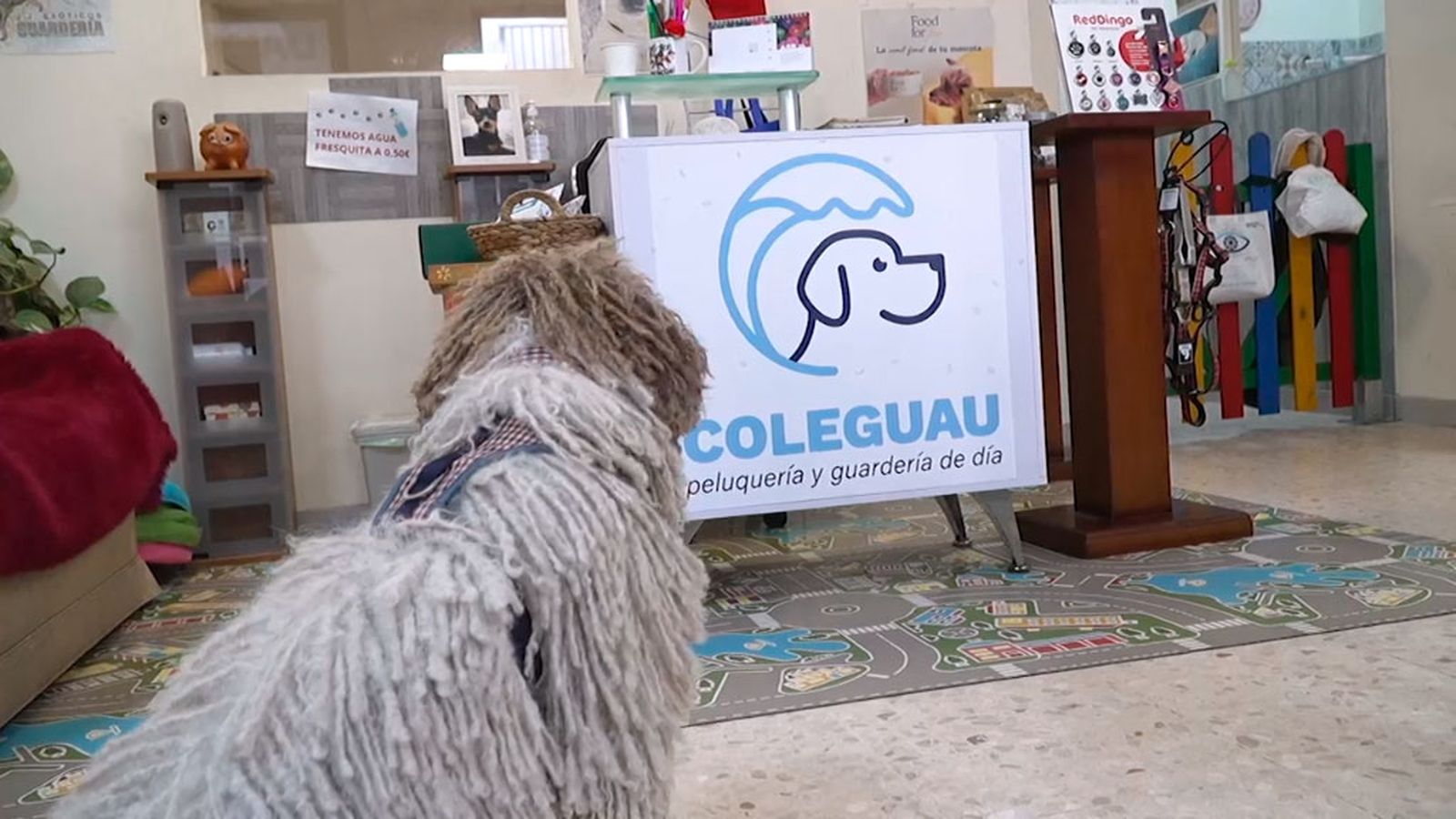 'Coleguau', una guardería para perros donde los canes aprenden y se divierten a partes iguales
