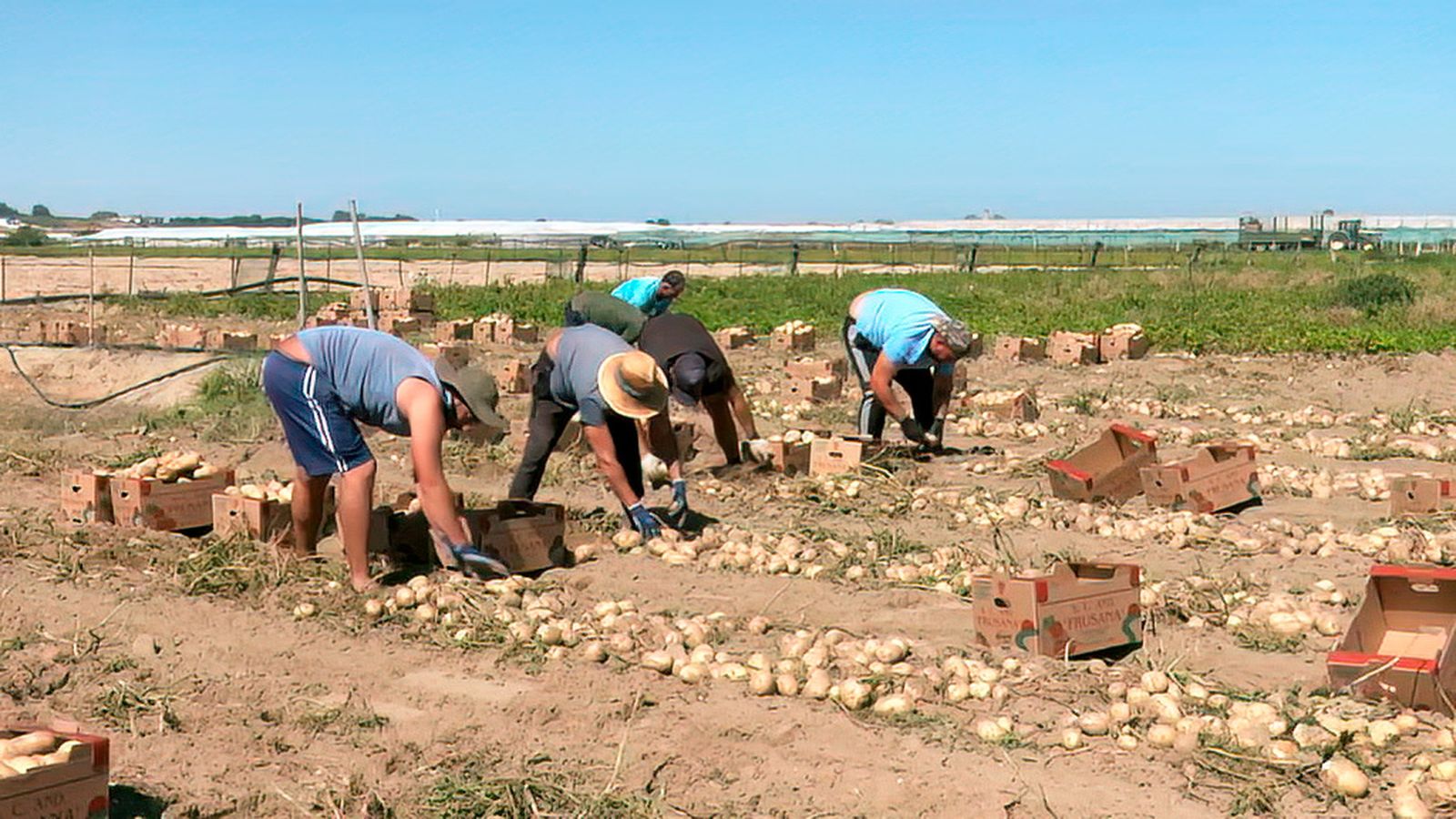 La patata por fin es rentable en Andalucía