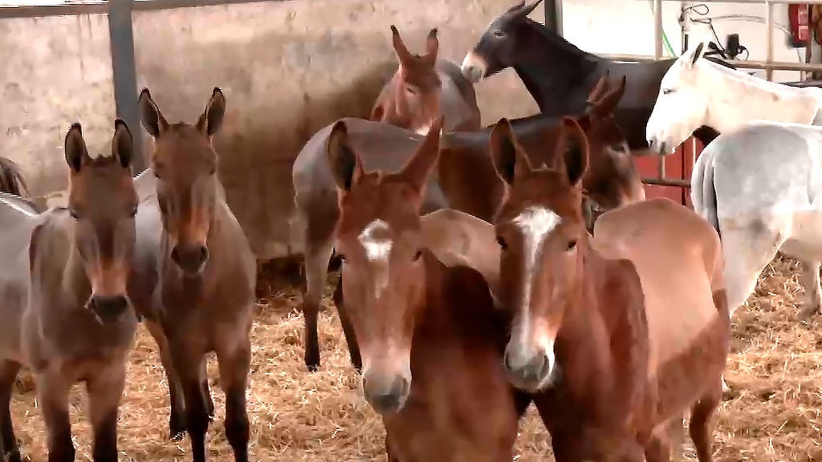 El mulo romo, uno de los protagonistas en la Feria Ganadera de los Palacios