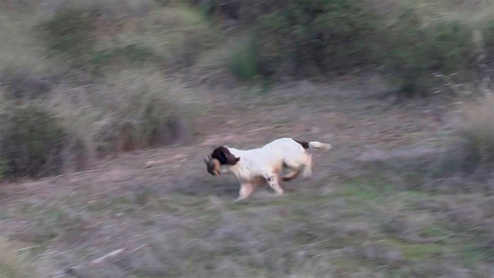 ¿Quieres ver a perros levantadores en plena acción?