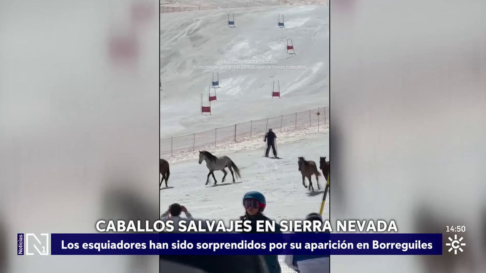 caballos en Sierra Nevada