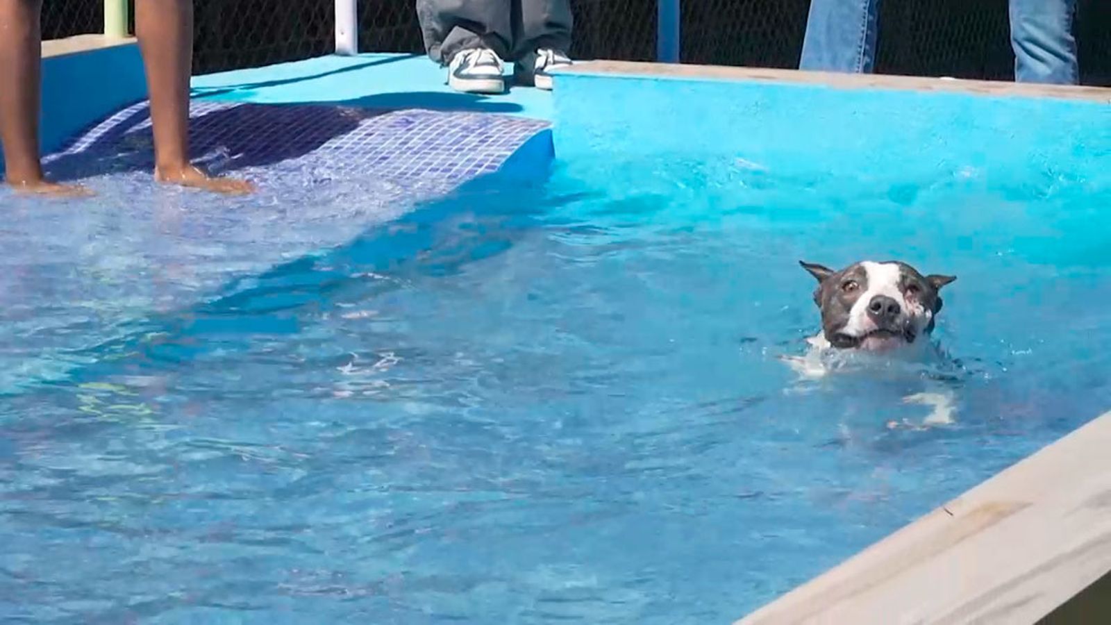 Nerón, un pitbull maltratado que ha conseguido una nueva vida