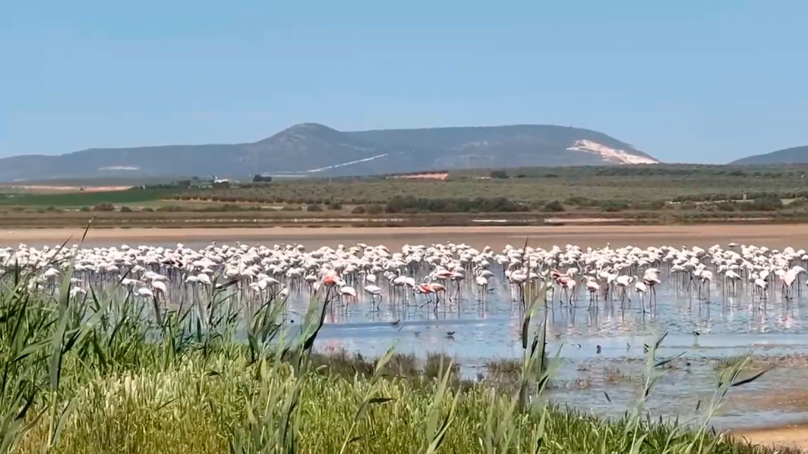 Los flamencos vuelven a llenar de vida la laguna de Fuente de Piedra