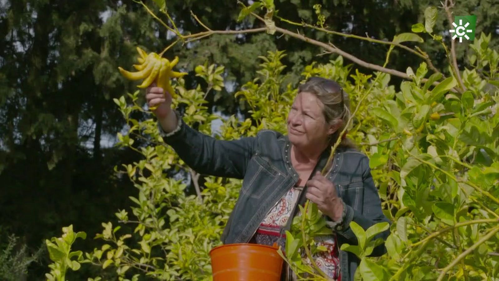 La mano de Buda, el cítrico más raro de la finca de Paquita