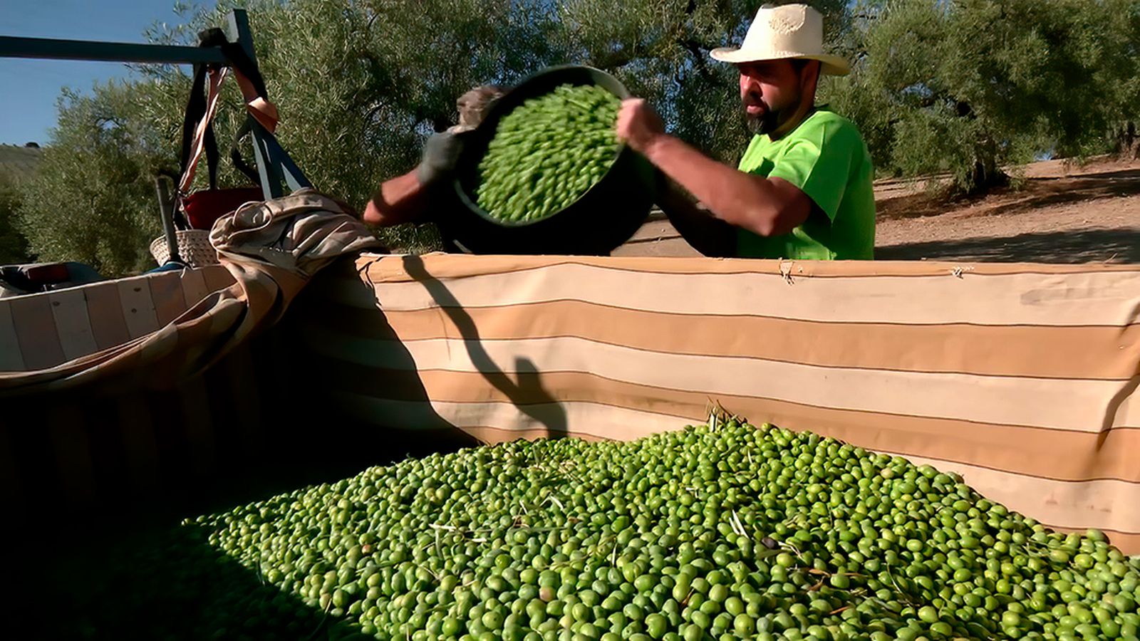 La aceituna morona, un sabor exclusivo de Morón de la Frontera