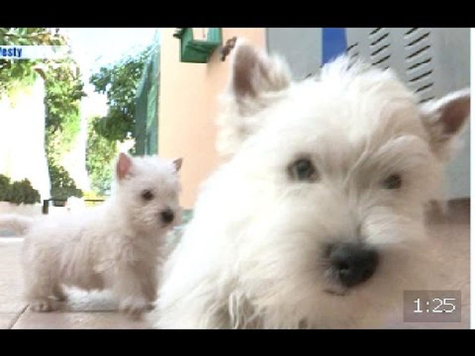 El westy, el perrito blanco de compañía