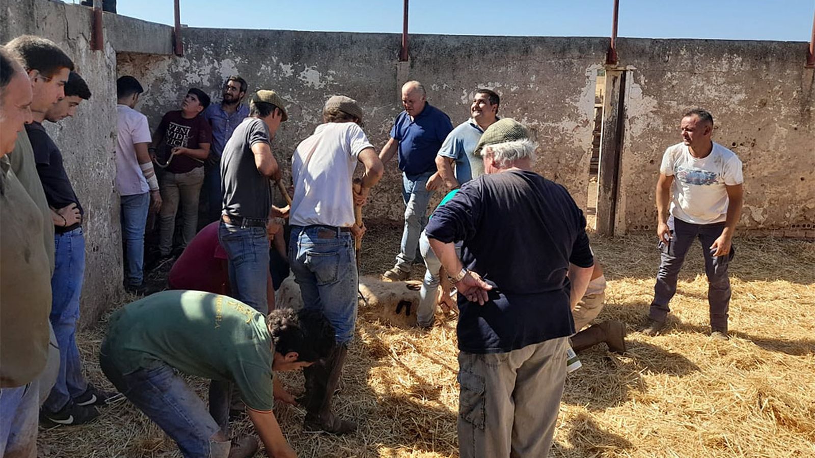 Comunicación Toros Herradero Prieto Cal 1 Foto