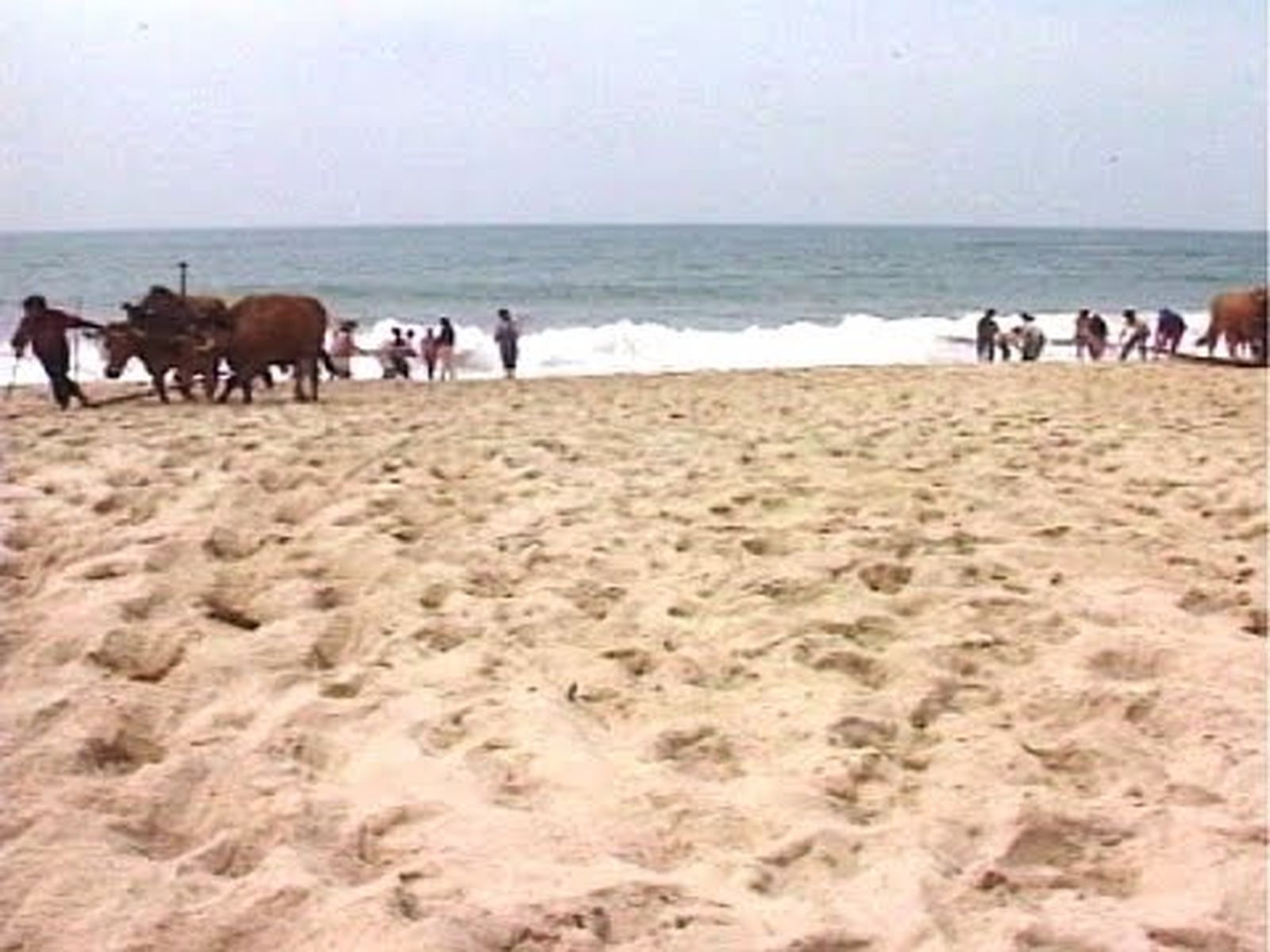 Pesca con bueyes en la playa en Portugal (2002)