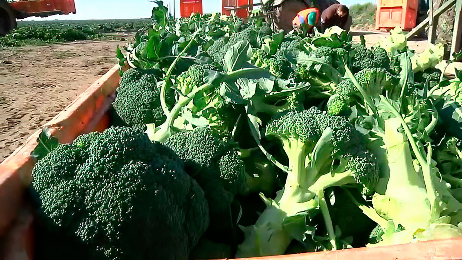 El brócoli: un superalimento que gana popularidad