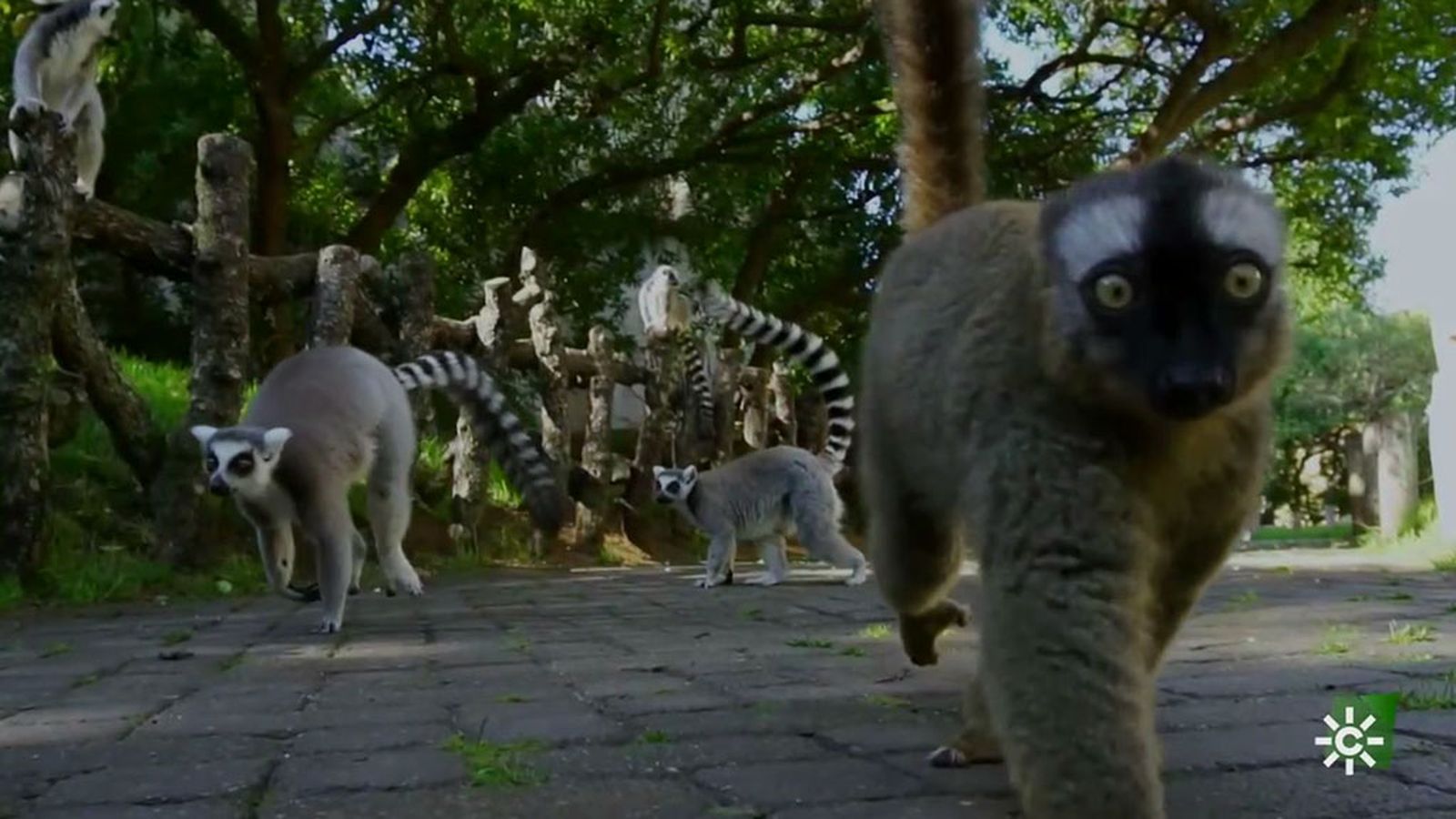 Los lémures de Madagascar a la fuga en el parque de Valencia
