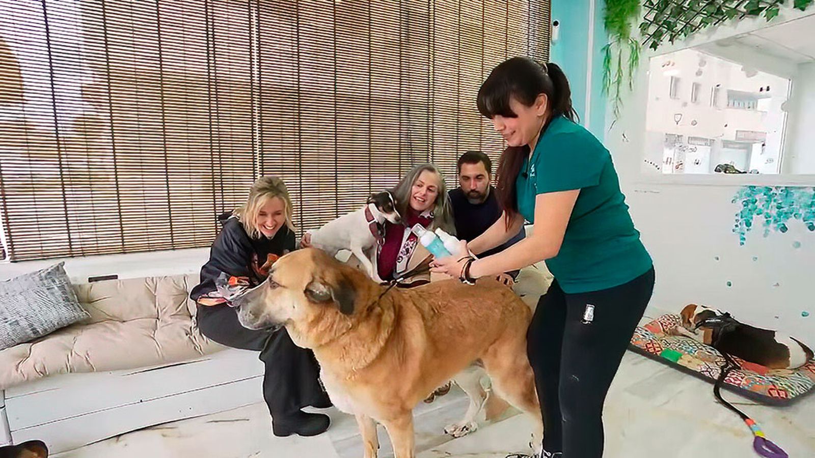Axel, el mastín que va a la peluquería acompañado de su familia animal