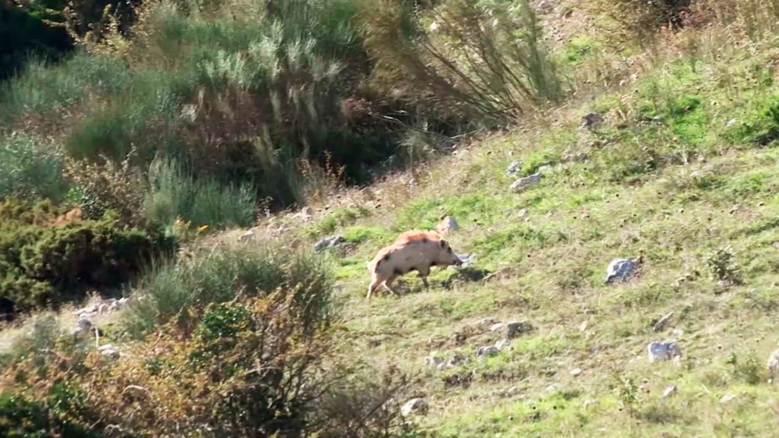 Asistimos a una batida de gestión del jabalí en Málaga