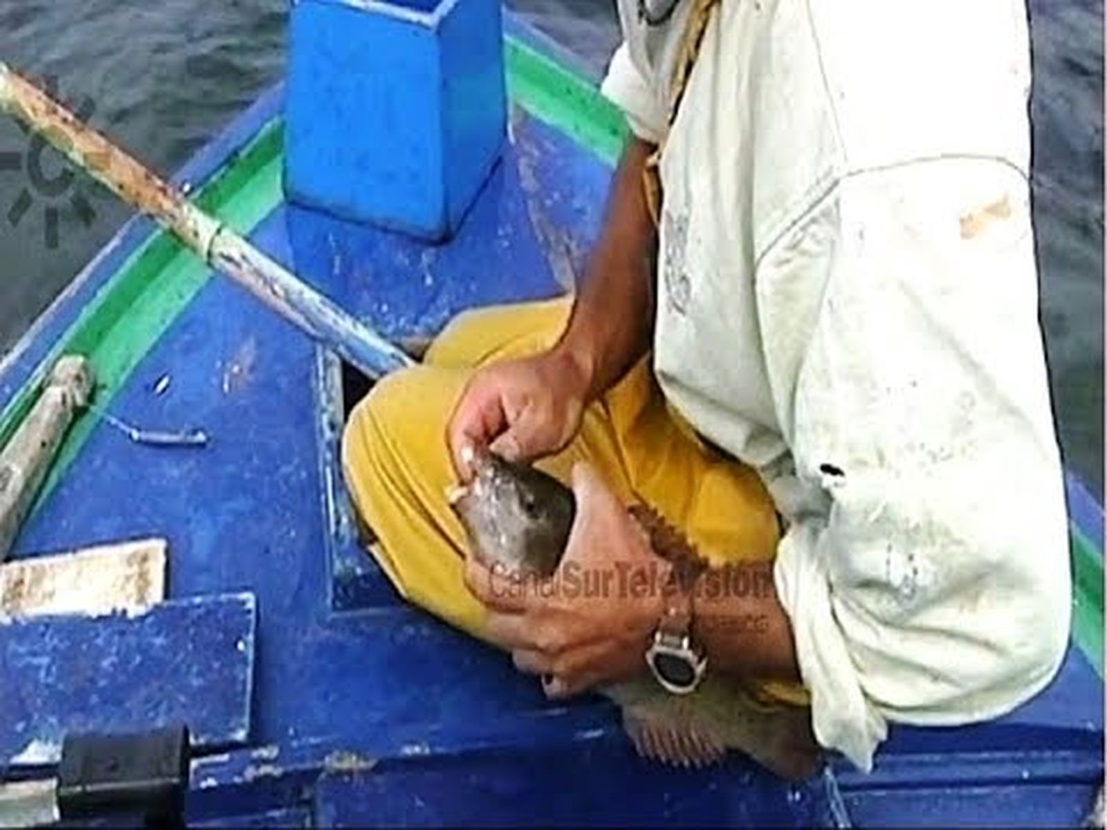 La isla de Graciosa y la pesca artesanal de la vieja