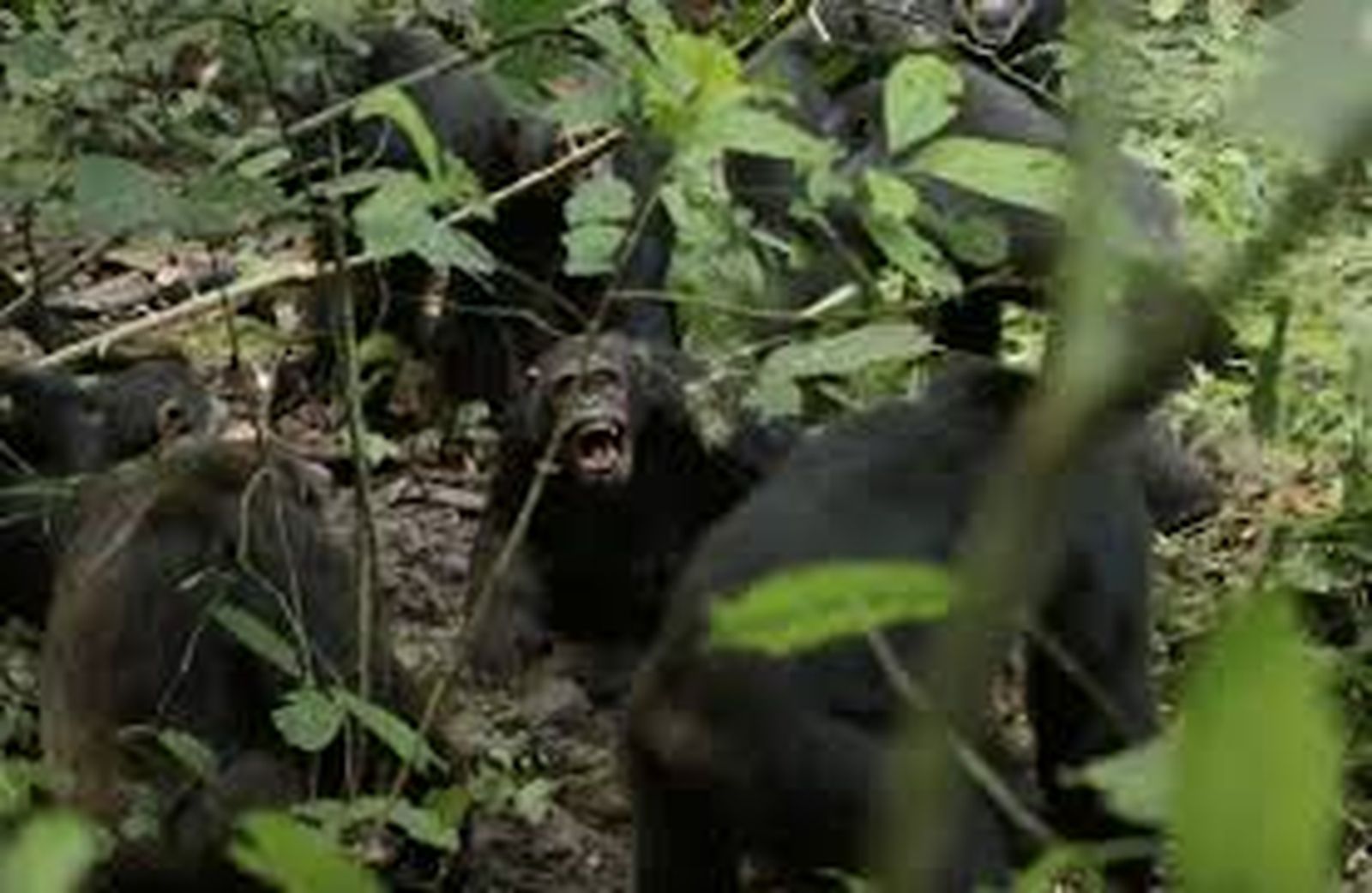 chimpancés