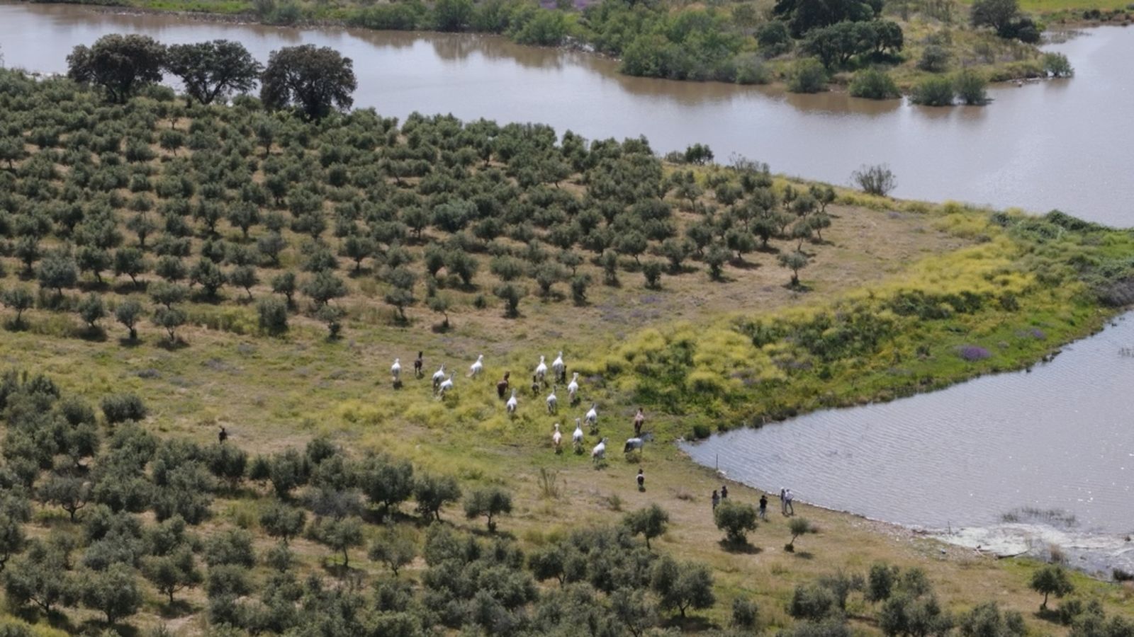 Todocaballo 1 junio la bellota