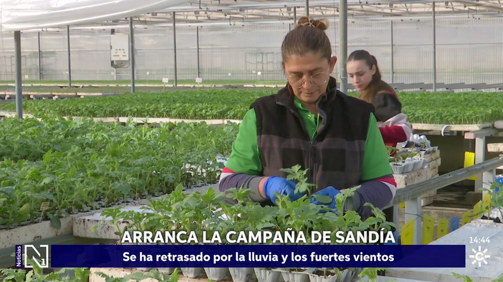 Comienza una campaña de sandía retrasada por la lluvia y los fuertes vientos