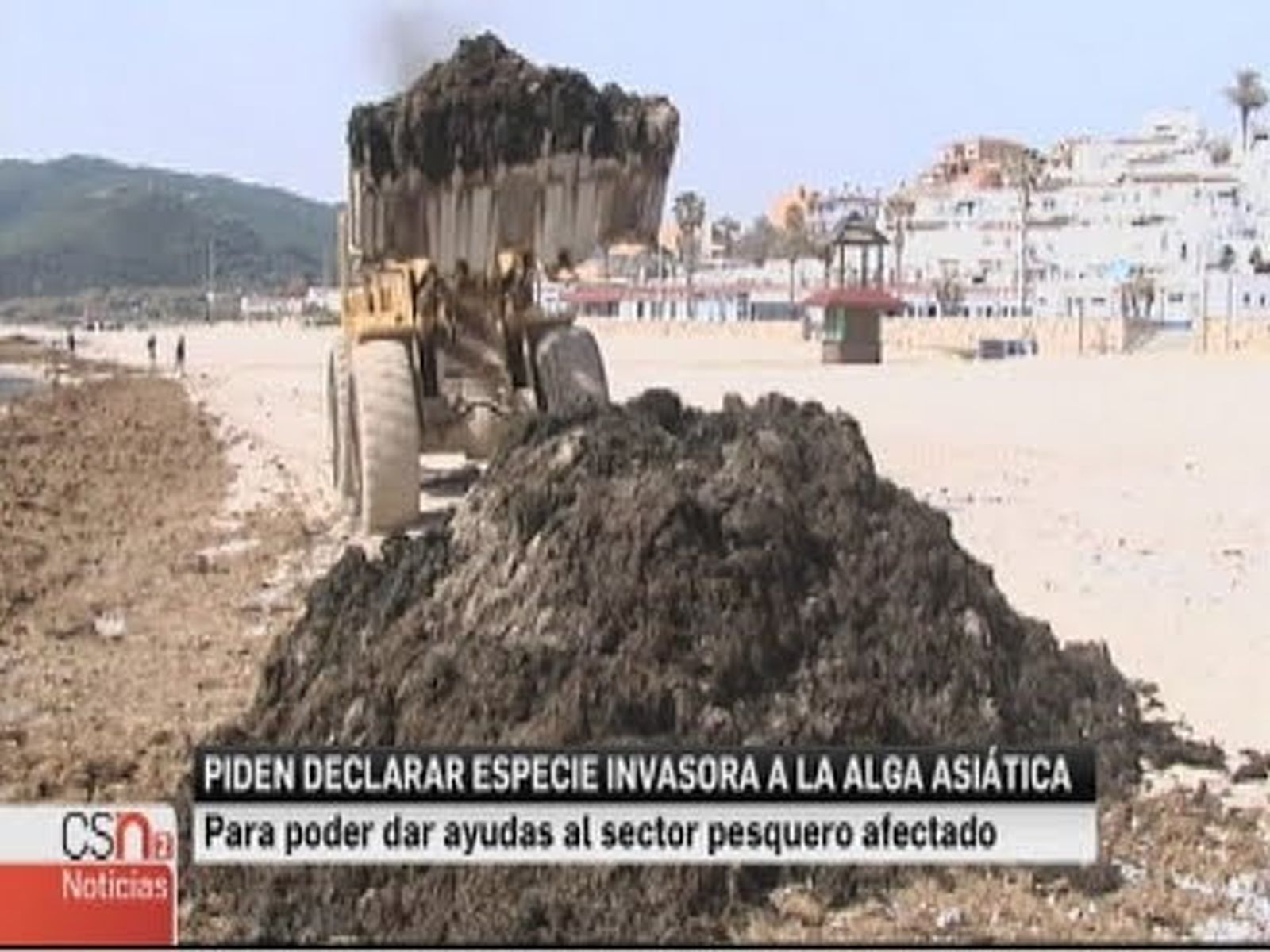 Las algas asiáticas, especie invasora de las costas españolas