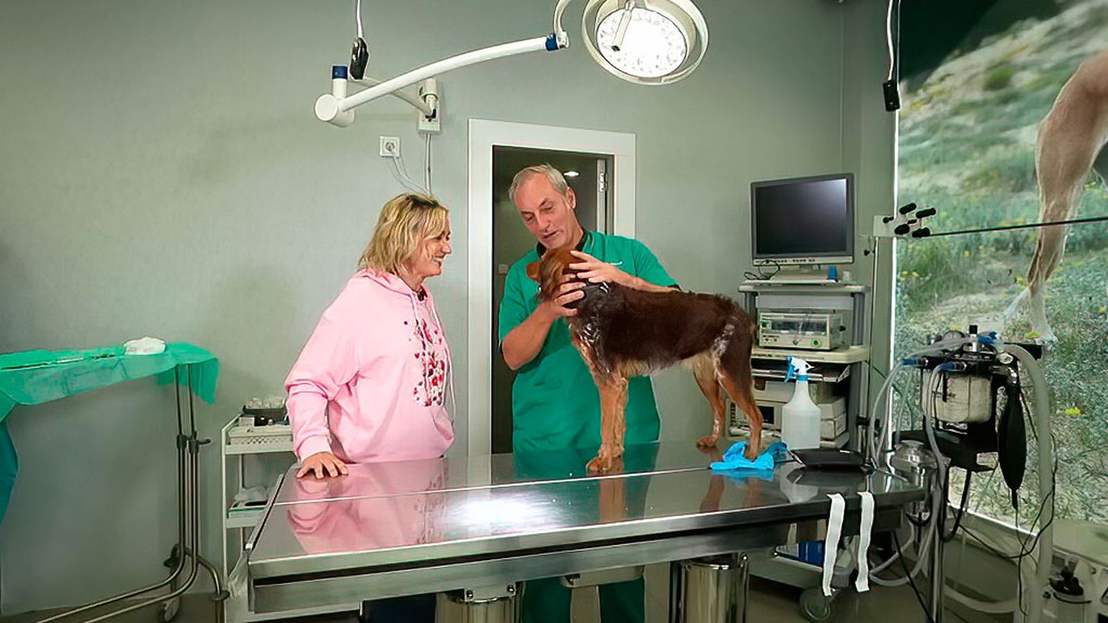 Las ventajas de esterilizar a nuestras mascotas para evitar el desarrollo de enfermedades