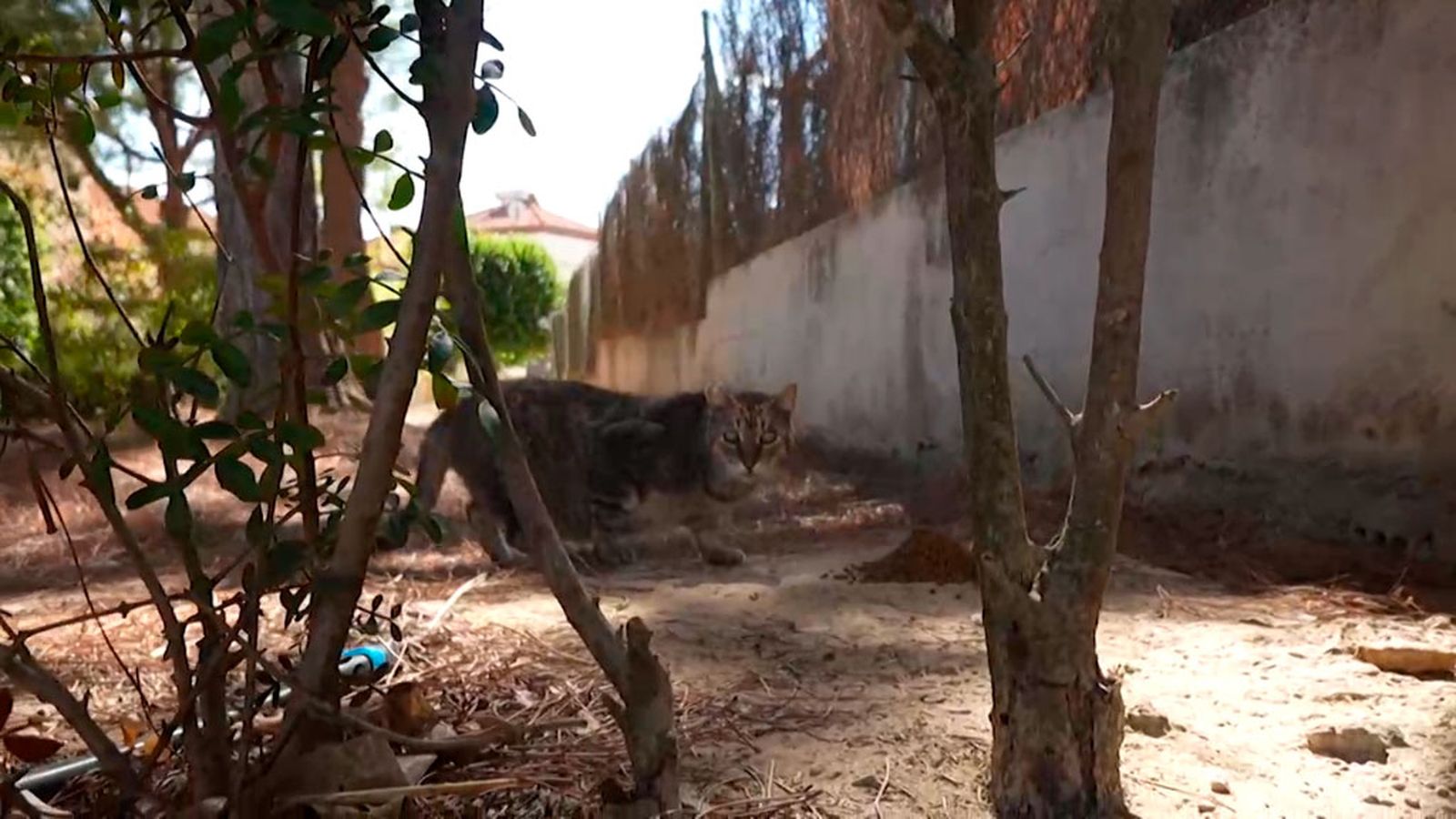 patas arriba colonia felina 1024x576