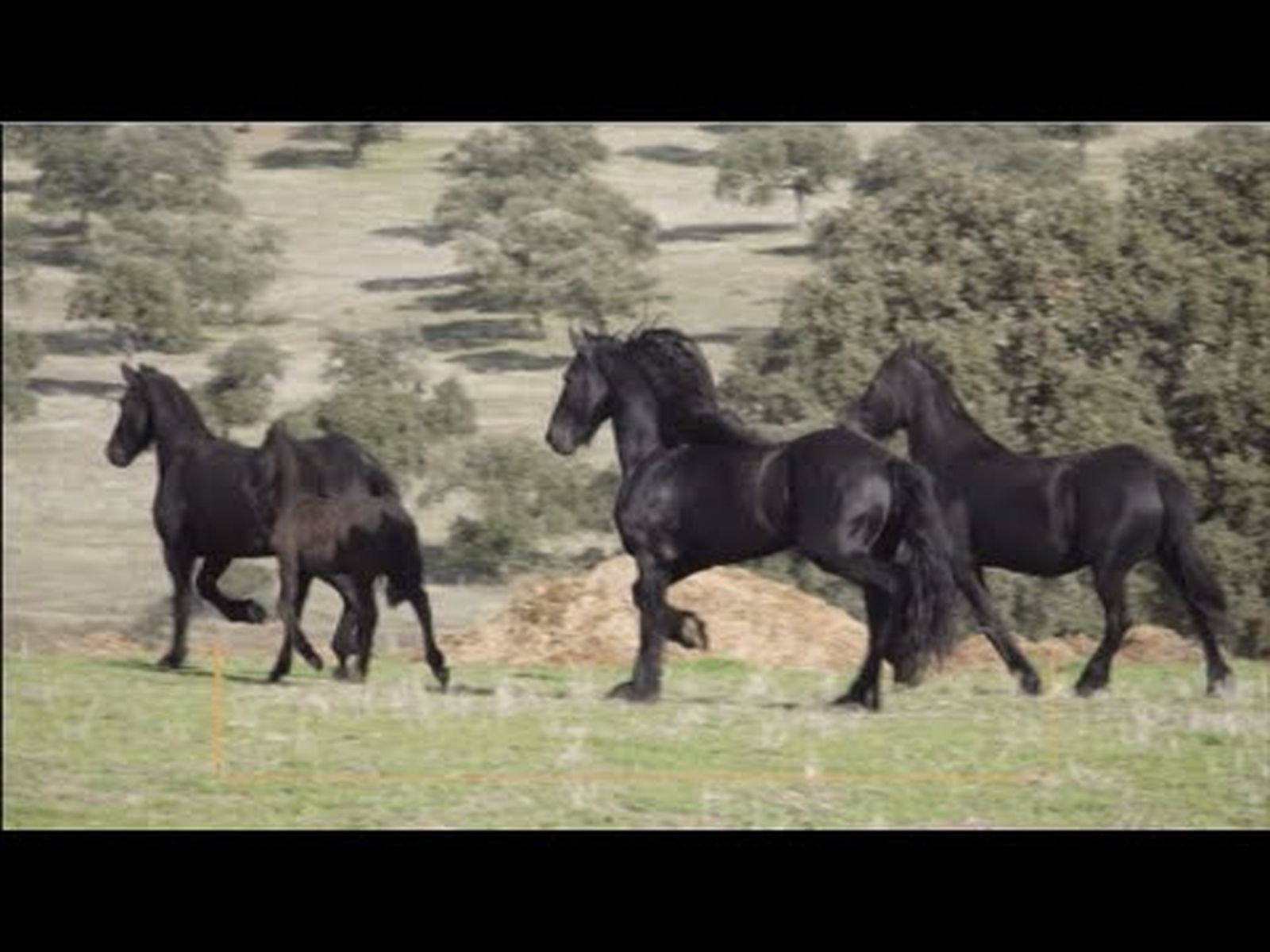 Caballos frisones de Andalucía: exclusiva yeguada de Campo Cervero de Pozoblanco | Todo Caballo