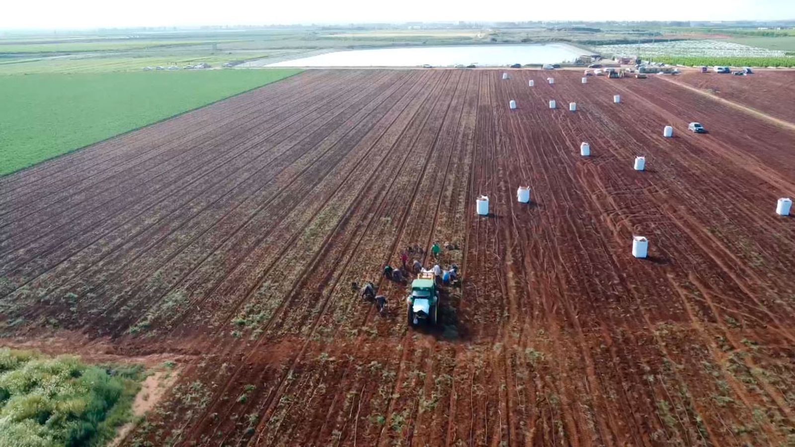 Cosechando patatas de menor tamaño por las lluvias